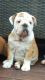 English Bulldog Puppies for sale in 15201 San Pedro Ave, San Antonio, TX 78232, USA. price: NA
