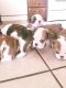English Bulldog Puppies for sale in Ohio Dr SW, Washington, DC, USA. price: NA