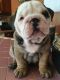 English Bulldog Puppies for sale in Colton, CA, USA. price: $1,500