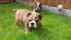 English Bulldog Puppies for sale in Wisconsin Dells, WI, USA. price: NA