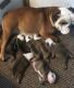 English Bulldog Puppies for sale in Shreve, OH 44676, USA. price: NA
