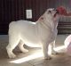 English Bulldog Puppies for sale in Worthington, MN, USA. price: NA