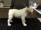 English Bulldog Puppies for sale in Lansing, MI, USA. price: NA