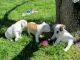 English Bulldog Puppies for sale in Philadelphia, PA 19019, USA. price: NA