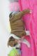 English Bulldog Puppies for sale in TX-121, McKinney, TX, USA. price: $500