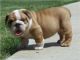 English Bulldog Puppies for sale in Cincinnati, OH, USA. price: NA
