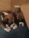 English Bulldog Puppies for sale in Pennsylvania Ave NW, Washington, DC, USA. price: NA