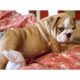 English Bulldog Puppies for sale in New York, NY 10001, USA. price: NA