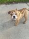 English Bulldog Puppies for sale in Downey, CA, USA. price: NA