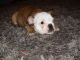 English Bulldog Puppies for sale in Pennsylvania Ave, Gibsonton, FL 33534, USA. price: NA