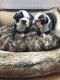 English Bulldog Puppies for sale in Ohio City, Cleveland, OH, USA. price: NA