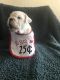 English Bulldog Puppies for sale in Goliad, TX 77963, USA. price: NA