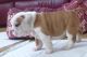 English Bulldog Puppies for sale in Denver, CO, USA. price: NA