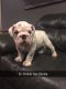 English Bulldog Puppies for sale in Laceys Spring, AL 35754, USA. price: NA