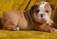 English Bulldog Puppies for sale in Oklahoma City, OK, USA. price: NA