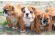 English Bulldog Puppies for sale in Providence, RI, USA. price: NA