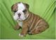 English Bulldog Puppies for sale in Oregon, OH, USA. price: NA