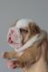 English Bulldog Puppies for sale in Newark, NJ, USA. price: NA