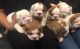 English Bulldog Puppies for sale in Temecula, CA, USA. price: NA