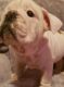 English Bulldog Puppies for sale in Virginia St, Kingston, ON K7K, Canada. price: $250