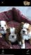English Bulldog Puppies for sale in NJ-10, Randolph, NJ, USA. price: NA