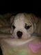 English Bulldog Puppies for sale in Dundee, OR 97115, USA. price: NA