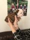 English Bulldog Puppies for sale in Columbus Ave, New York, NY, USA. price: NA