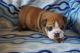 English Bulldog Puppies for sale in Stedman, NC 28391, USA. price: NA