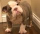 English Bulldog Puppies for sale in US Hwy 19 N, Pinellas Park, FL, USA. price: $500