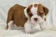 English Bulldog Puppies for sale in Oklahoma City, OK, USA. price: $500
