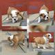 English Bulldog Puppies for sale in Richmond, VA, USA. price: $500