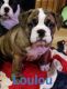 English Bulldog Puppies for sale in Richmond, VA, USA. price: $500