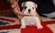English Bulldog Puppies for sale in NJ-3, Clifton, NJ, USA. price: $400