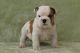 English Bulldog Puppies for sale in Texas City, TX, USA. price: NA