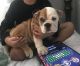 English Bulldog Puppies for sale in 68101 US-2, Moyie Springs, ID 83845, USA. price: NA