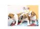 English Bulldog Puppies for sale in Newtown, PA 18940, USA. price: NA
