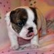 English Bulldog Puppies for sale in Techwood Dr NW, Atlanta, GA, USA. price: NA