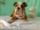 English Bulldog Puppies for sale in Cranston, RI, USA. price: $2,200
