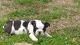 English Bulldog Puppies for sale in Chattanooga, TN, USA. price: NA