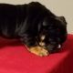 English Bulldog Puppies for sale in Lancaster, CA, USA. price: $1,800