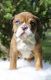 English Bulldog Puppies for sale in Splendora, TX, USA. price: $9,500
