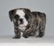 English Bulldog Puppies for sale in Salt Lake City, UT, USA. price: $550