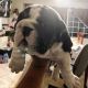English Bulldog Puppies for sale in Oxnard, CA 93030, USA. price: NA