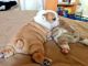 English Bulldog Puppies for sale in NJ-17, Paramus, NJ 07652, USA. price: $400