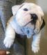 English Bulldog Puppies for sale in Henderson, CO, USA. price: NA
