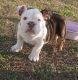 English Bulldog Puppies for sale in Lumber Bridge, NC 28357, USA. price: NA