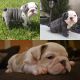 English Bulldog Puppies for sale in Hemet, CA 92544, USA. price: NA
