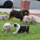 English Bulldog Puppies for sale in Virginia Beach, VA, USA. price: $1,250