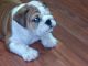English Bulldog Puppies for sale in Kalamazoo, MI, USA. price: $500