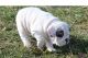 English Bulldog Puppies for sale in San Antonio, TX 78288, USA. price: NA
